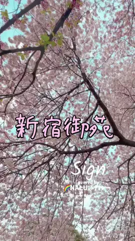 🌈NALU☺︎ナルーのTikTok投稿
