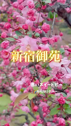 🌈NALU☺︎ナルーのTikTok投稿