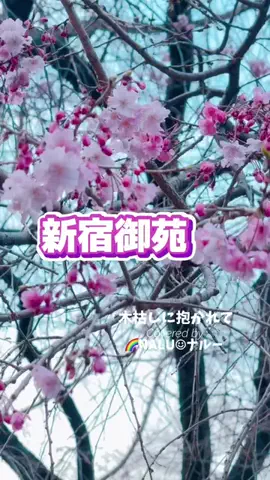 🌈NALU☺︎ナルーのTikTok投稿
