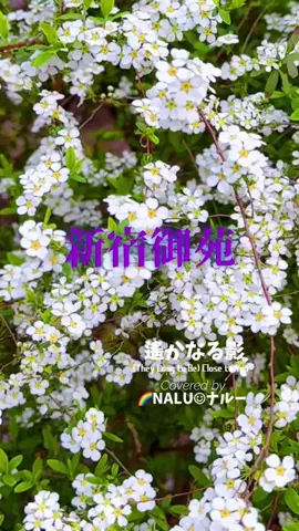 🌈NALU☺︎ナルーのTikTok投稿