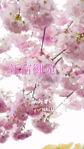🌈NALU☺︎ナルーのTikTok投稿