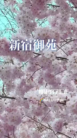 🌈NALU☺︎ナルーのTikTok投稿