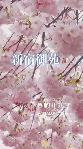 🌈NALU☺︎ナルーのTikTok投稿
