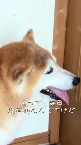 柴犬 福のTikTok投稿