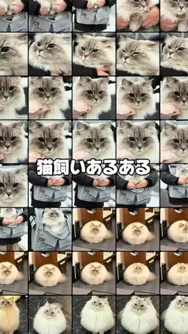 猫ﾁｬﾝ【いれぶん🐾🐾】サイベリアンのTikTok投稿