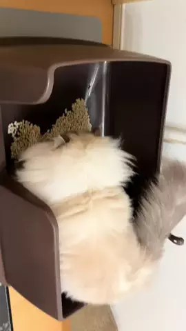 猫ﾁｬﾝ【いれぶん🐾🐾】サイベリアンのTikTok投稿