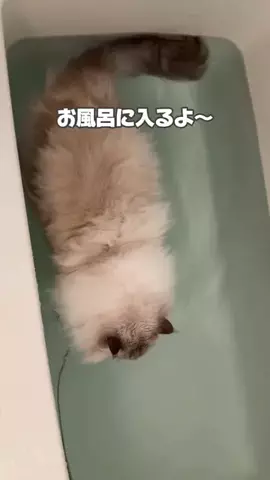 猫ﾁｬﾝ【いれぶん🐾🐾】サイベリアンのTikTok投稿