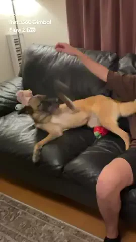 元野犬のアキのTikTok投稿