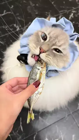 猫ﾁｬﾝ【いれぶん🐾🐾】サイベリアンのTikTok投稿