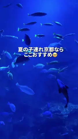 すいのTikTok投稿