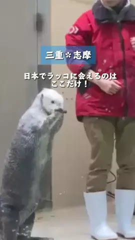 すいのTikTok投稿