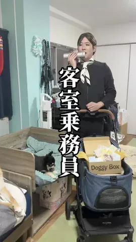 チワワの、のぶなが【飼い主と犬がおもしろすぎる】のTikTok投稿