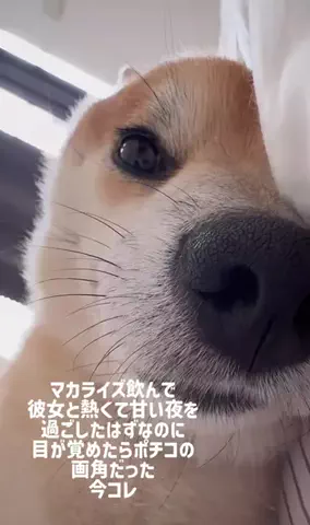 流星 | モテ男塾のTikTok投稿