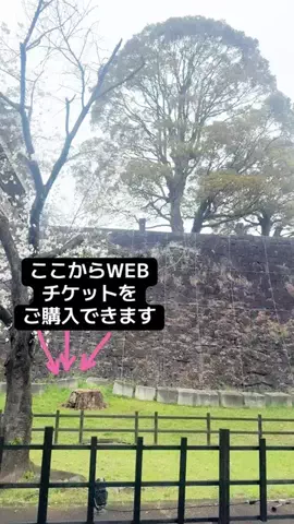 kumacoのTikTok投稿