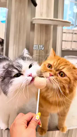 ぐるねこ｜群馬グルメ・おでかけのTikTok投稿