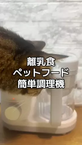 6にゃんずママのTikTok投稿