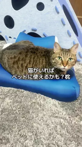 6にゃんずママのTikTok投稿