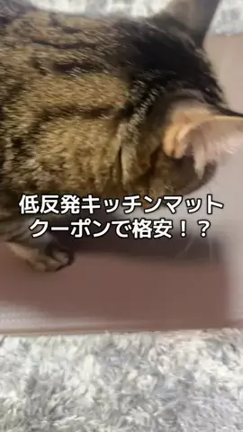 6にゃんずママのTikTok投稿