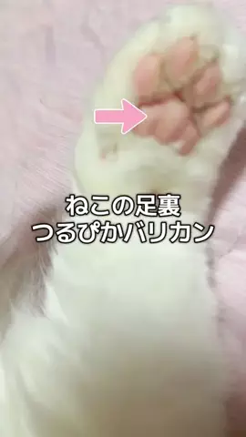 6にゃんずママのTikTok投稿