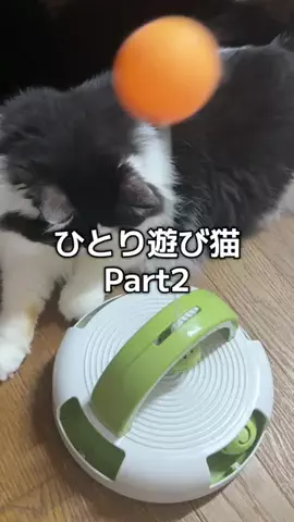 6にゃんずママのTikTok投稿