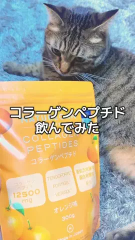 6にゃんずママのTikTok投稿