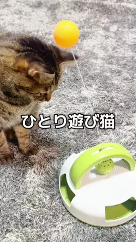 6にゃんずママのTikTok投稿