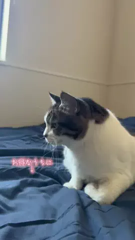 🐈もずあずちゃんねる🐈のTikTok投稿