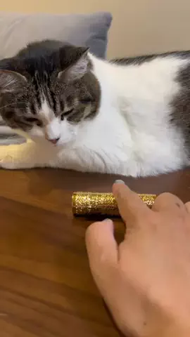 🐈もずあずちゃんねる🐈のTikTok投稿