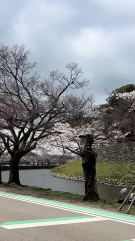 Skydaruma(ダルちゃん)のTikTok投稿