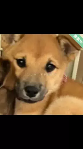 NaNaえのきど🎸🐕のTikTok投稿