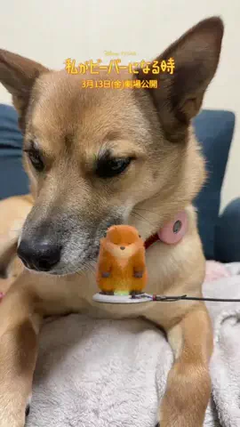 NaNaえのきど🎸🐕のTikTok投稿
