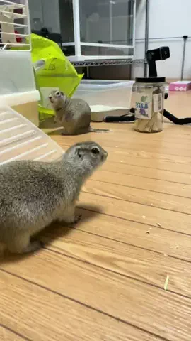 OdaSon🐿💉のTikTok投稿