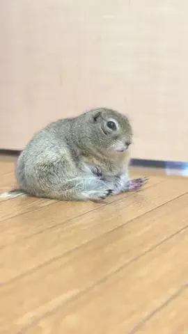 OdaSon🐿💉のTikTok投稿