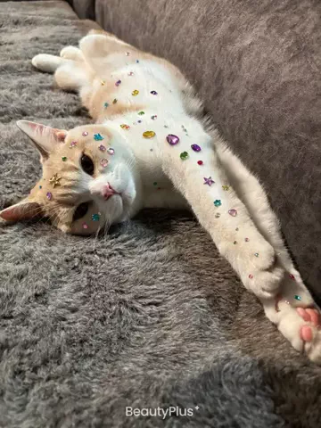 Latte🐈☕️💫Mix猫のTikTok投稿