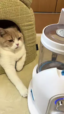 Latte🐈☕️💫Mix猫のTikTok投稿