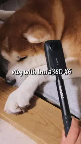 秋田犬えいきち🐶🍦💘のTikTok投稿