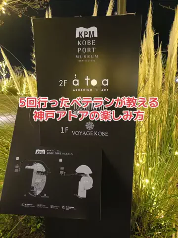 野良猫　イチくんとナナちゃんのTikTok投稿