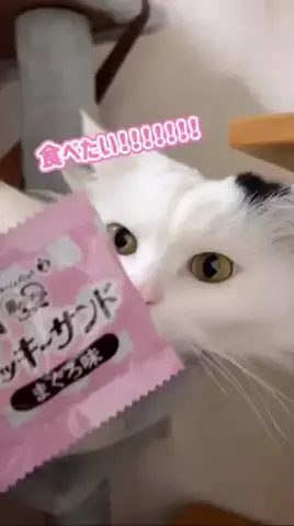 もうちゃん🐮のTikTok投稿