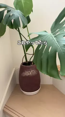 こまち｜掃除屋が教える1分楽ピカ術✨のTikTok投稿