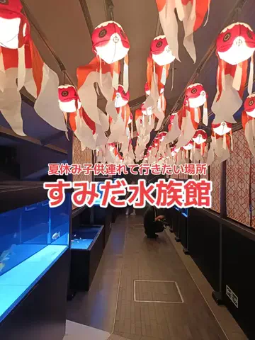 野良猫　イチくんとナナちゃんのTikTok投稿