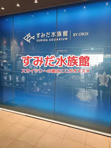 野良猫　イチくんとナナちゃんのTikTok投稿