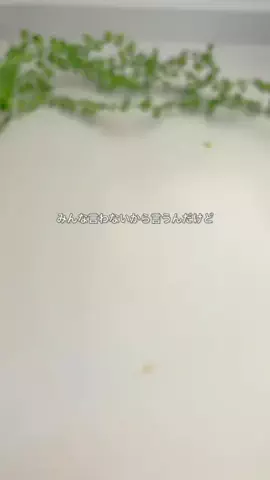 サチのお家ごはんのTikTok投稿