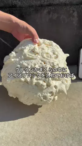 しらすミカンのTikTok投稿