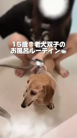 ダックス老犬3匹🐕🐕🐕💫のTikTok投稿