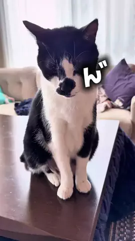 とぅん🐈‍⬛のTikTok投稿