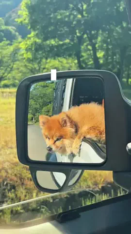 犬と生きるのTikTok投稿