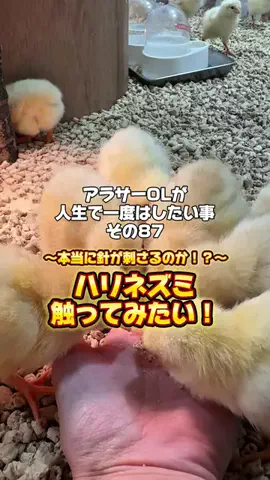 生き急ぐOL西園寺のTikTok投稿