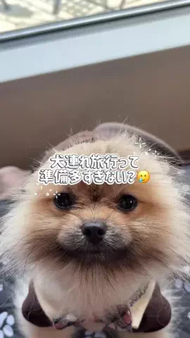 たぬきち🐶￤ウルフセーブルのTikTok投稿