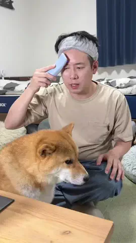 チワワの、のぶなが【飼い主と犬がおもしろすぎる】のTikTok投稿