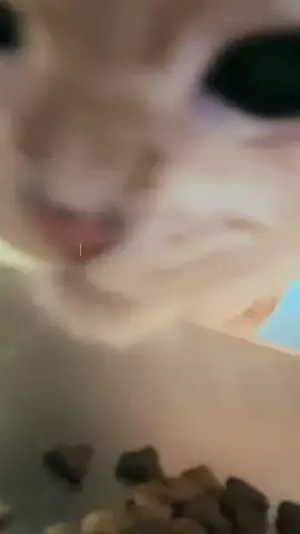 肉太郎🥬🍖🥬🐈🐈‍⬛moipi's roomのTikTok投稿